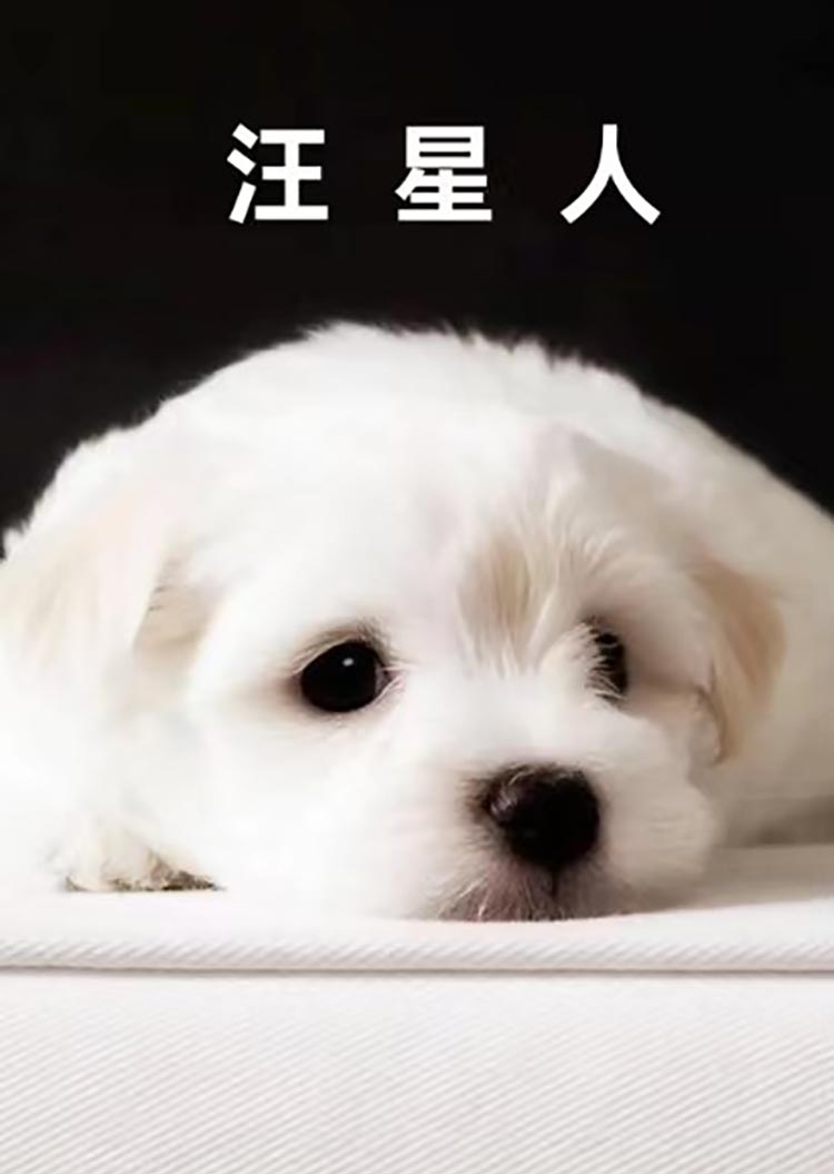 How To Say Dog In Chinese Native Chinese