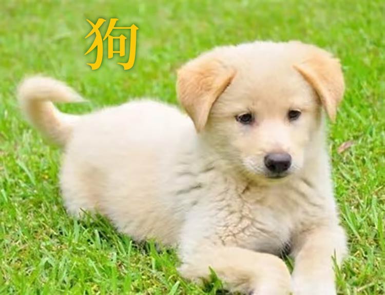 How To Say Dog In Chinese Native Chinese