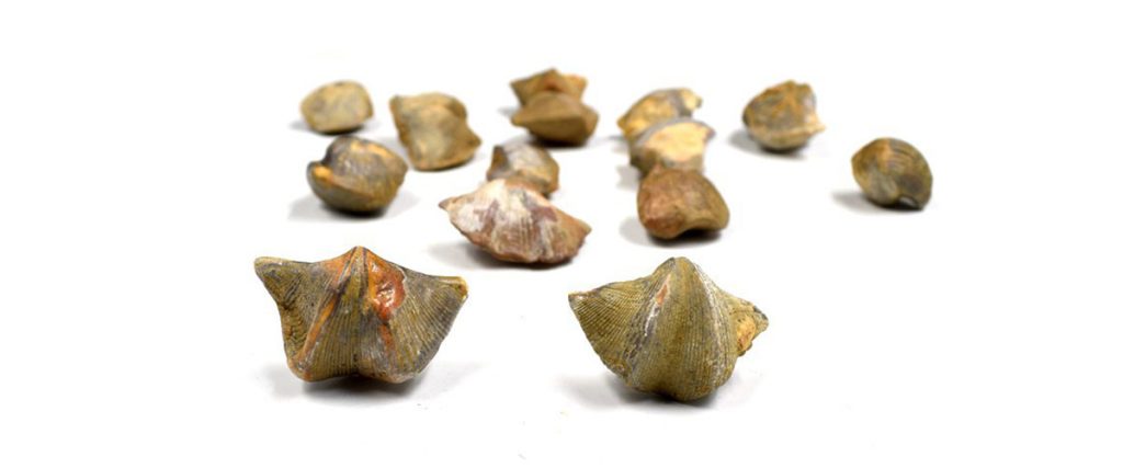 Shi Yan - Shi Yan Zi - Yan Zi Shi - Shiyan - Shi Yanzi For Sale ...